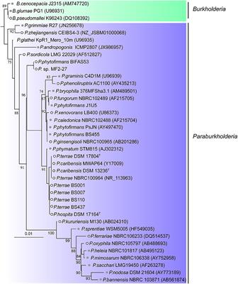 Evolutionary History of Bacteriophages in the Genus Paraburkholderia